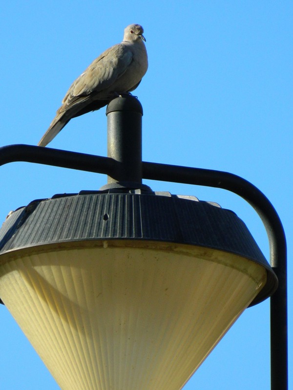 Avifauna humor
